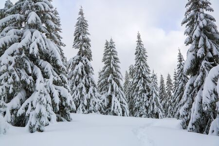 Winter landscape. Pine trees stand in snow swept mountain meadow. Footpath leads to the mysterious foggy forest. Touristic place for rest the Carpathian, Ukraine.の写真素材
