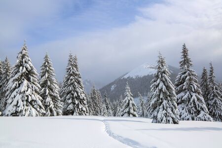 On the lawn covered with snow there is a trodden path leading to the high mountains with snow white peaks, trees in the snowdrifts. Beautiful landscape on the cold winter foggy morning.の写真素材