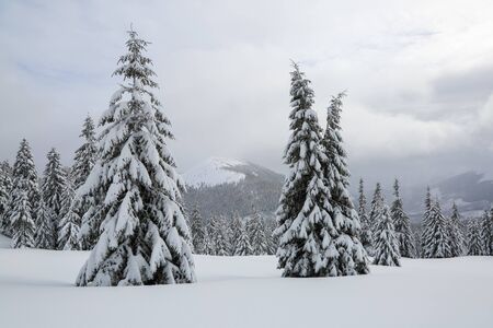 The fluffy fir trees in the snowdrifts covered with snow on the lawn. Beautiful landscape on the cold winter foggy morning. Scenery for the tourists. Christmas holidays.の写真素材