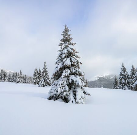 The fluffy fir trees in the snowdrifts covered with snow on the lawn. Beautiful landscape on the cold winter foggy morning. Scenery for the tourists. Christmas holidays.の写真素材