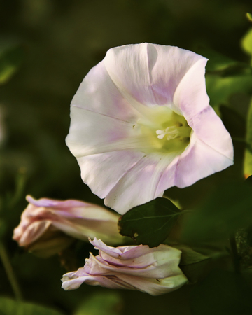 Beautiful pink flower like a bell on a green background