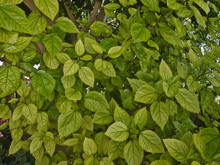 green Bush plant with green leaves in the backgroundの写真素材