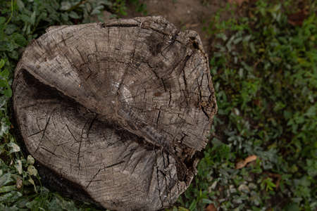 Tree stump in the forest
