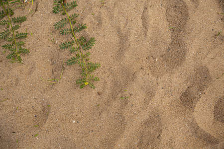 Top view of green leaves on sandy surfaceの写真素材