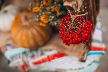 a bunch of rowan berries on a background of pumpkins and autumn colors. autumn still life