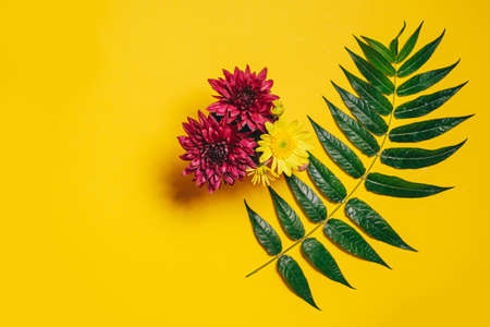 pink and yellow gerbera flowers and a branch with green leaves on a yellow backgroundの写真素材