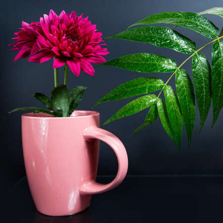 pink flower in a potの写真素材