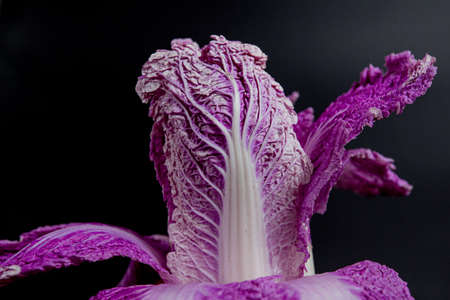 purple chinese cabbage on black backgroundの写真素材