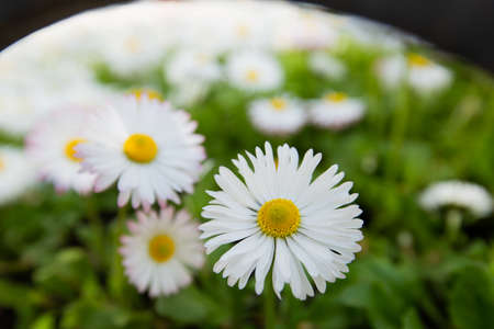 Beautiful meadow in spring, blooming daisies with white-yellow flowers and green grass. High quality photoの写真素材