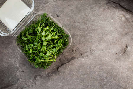 young fresh sprouts of peas in a container on a gray table. vegetarian food.の写真素材