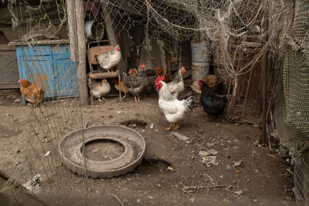 chickens walk in the hen house. chicken farm . High quality photoの写真素材