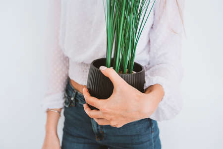 female hands hold a pot with a green plant. selective focus. High quality photoの写真素材