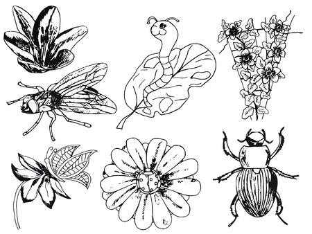 hand made illustration, flowers, insects, Doodleのイラスト素材