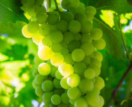 green ripening grapes on the vine