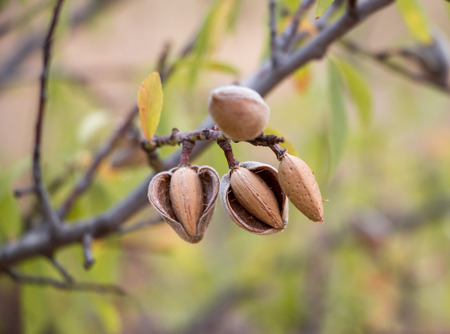 Ripe almonds on the tree branches.の写真素材