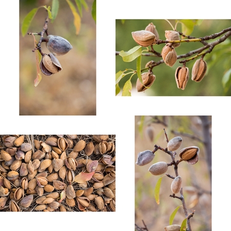 Collage of ripe almonds on the branches and harvesting almonds 4 photos on the white background. Collage from 4 photos of ripe almonds. Horizontal. Vertical. Daylight.の写真素材