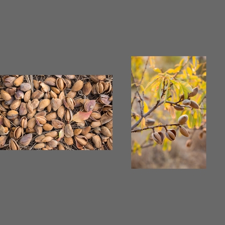 Two photos collage of ripe almonds on the branches and harvesting almonds on dark grey color background. Collage from 2 photos of ripe almonds. Horizontal. Daylight.の写真素材
