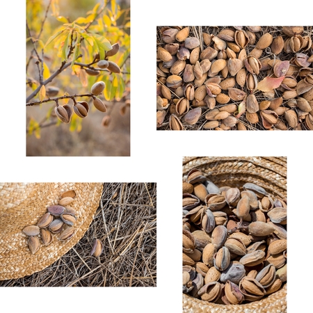 Collage of ripe almonds on the branches, harvesting almonds, almonds on the straw hat 4 photos on the white background. Collage from 4 photos of ripe almonds. Horizontal. Vertical. Daylight.の写真素材