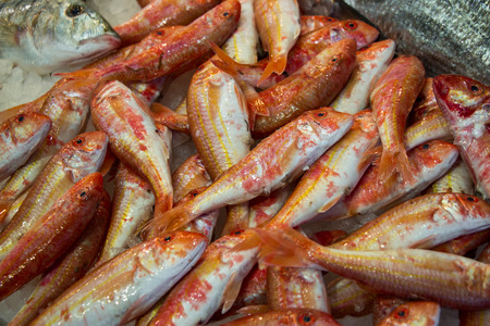 Red striped mullet fishes or Mullus surmuletus on ice for salle in the greek fish shop. Red striped...