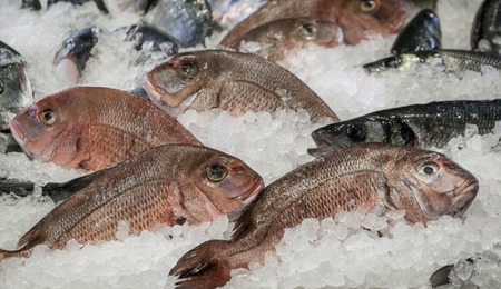 Porgy or Pagrus pagrus, seabream fishes on ice for sale in the greek fish shop. Porgy or Pagrus pagrus, seabream fishes on ice for sale. Horizontal. Close.の写真素材