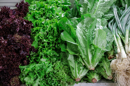 Variety of fresh lettuce salads and green onions.の写真素材
