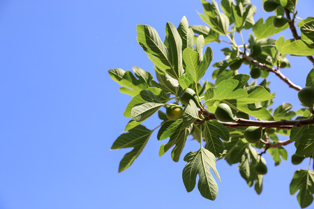 Growing fig fruits on branches of a fig tree. Horizontal.