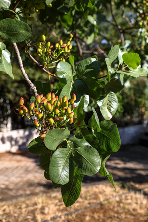 Growing pistachios on the branches of pistachio tree. Spring, May. Vertical. Close-up.の写真素材