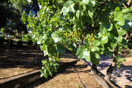 Growing pistachios on the branches of pistachio tree. Spring, May. Horizontal. Close-up.の写真素材