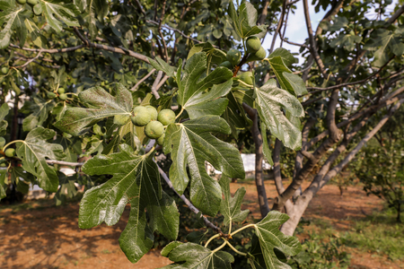 Growing fig fruits on branches of a fig tree.