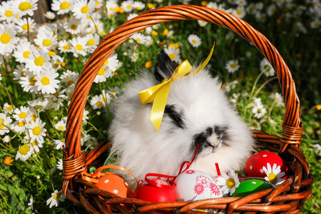 Rabbit in a basket with Easter eggs on a lawn with daisies.