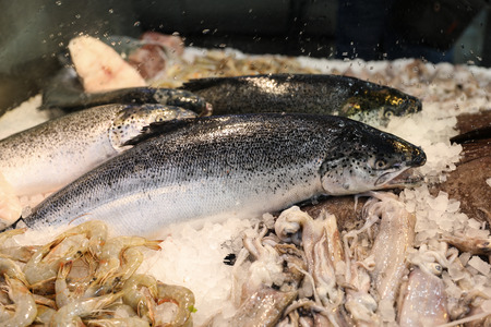 Freshly caught salmon fish or Salmo salar next to European squids Loligo vulgaris and striped prawns...