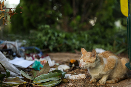 Homeless cat waitig for the food next to trash can.の写真素材