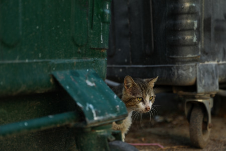 Homeless cat waitig for the food next to trash can.の写真素材