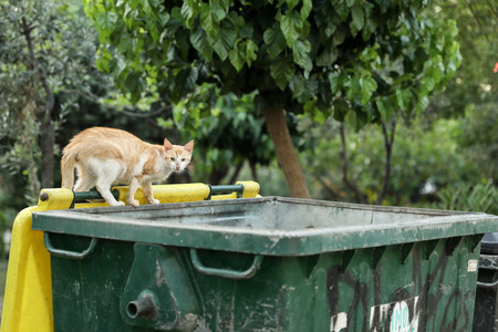 Stray cat looking for the remains of food in the trash can.の写真素材