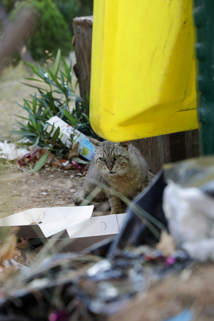 Stray cat looking for the remains of food near the trash can.の写真素材