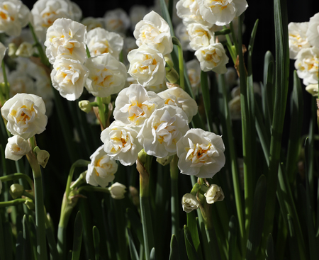 Double Daffodil Narcissus x hybridus in the garden of flowers shop spring time. Daylight. Outdoor.の写真素材