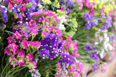 Variety of limonium sinuatum or statice salem, sea lavender flowers in pink, lilac, violet, purple colors in the garden shop.の写真素材