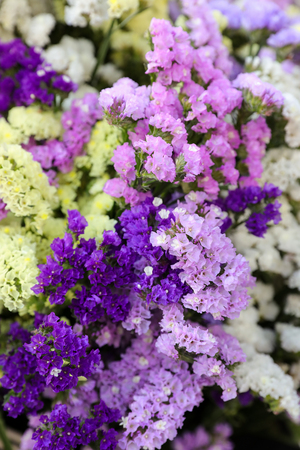 Variety of limonium sinuatum or statice salem flowers in violet, pink, white, yellow colors in the...