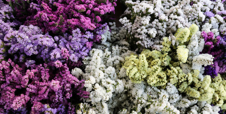 Variety of limonium sinuatum or statice salem flowers in violet, pink, white, yellow colors in the...