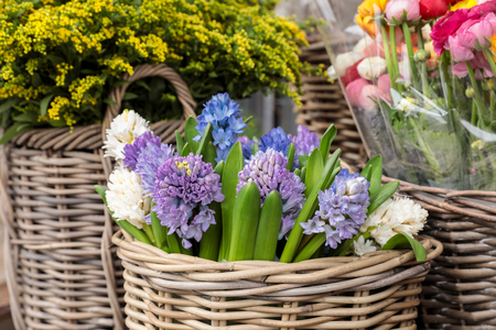 Springtime. Beautiful hyacinth flowers in white, violet, blue colors in a wicker basket for sale at the flower garden shop. Horizontal. Close-up.の写真素材