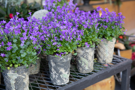 Springtime blooming potted Campanula muralis flowers or violet bellflowers on a shelf in a flower shop.の写真素材