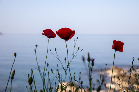 Red poppies against the sea and blue sky in Kiparissi Lakonia village, Peloponnese, Zorakas Bay, Greece in the April eveningの写真素材