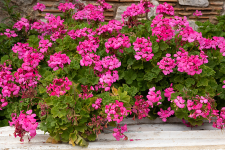 Pink Pelargonium peltatum plant also known as geranium blooming in summer garden. Horizontal. Daylight.の写真素材