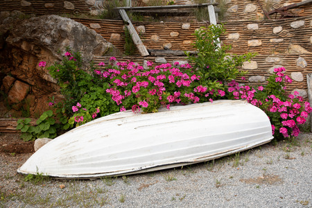 Pink Pelargonium peltatum plant also known as geranium blooming in summer garden in the greek village Kiparissi Lakonia,Peloponnese. Garden decorative plants design idea concept. Horizontal. Daylight.の写真素材