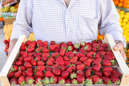 Ripe strawberies box in the hands of the seller of the greek vegetable fruit shop. Horizontal. Close-up.の写真素材