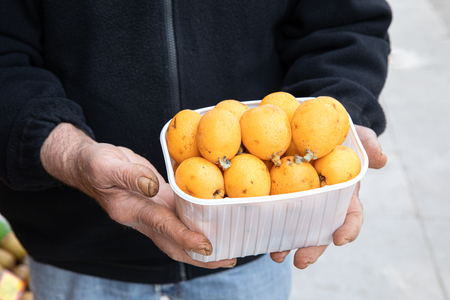 Ripe loquat or Eriobotrya japonica fruits box in the hands of the seller of the greek vegetable fruit shop in May.の写真素材