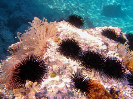 Underwater sea level  of the Aponissos beach, Agistri island, Saronic Gulf, Attica, Greece.