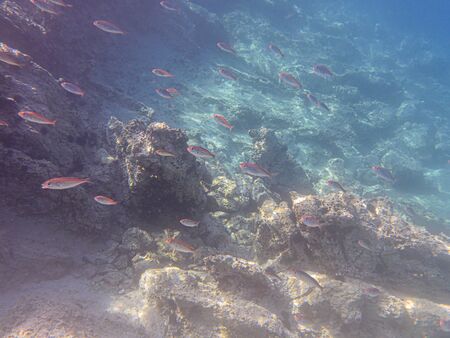 Underwater sea level  of the Aponissos beach, Agistri island, Saronic Gulf, Attica, Greece.
