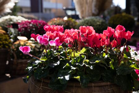 Potted red pink cyclamen persicum flowers at the greek garden shop in October.の写真素材