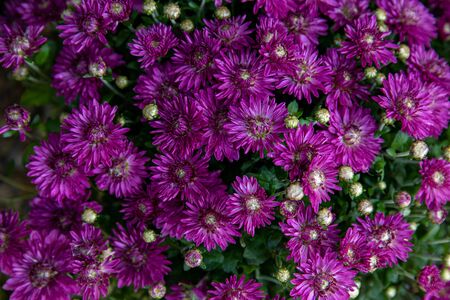 Purple chrysanthemum flowers close up. Floral background. Flowers at the greek garden shop in October.の写真素材